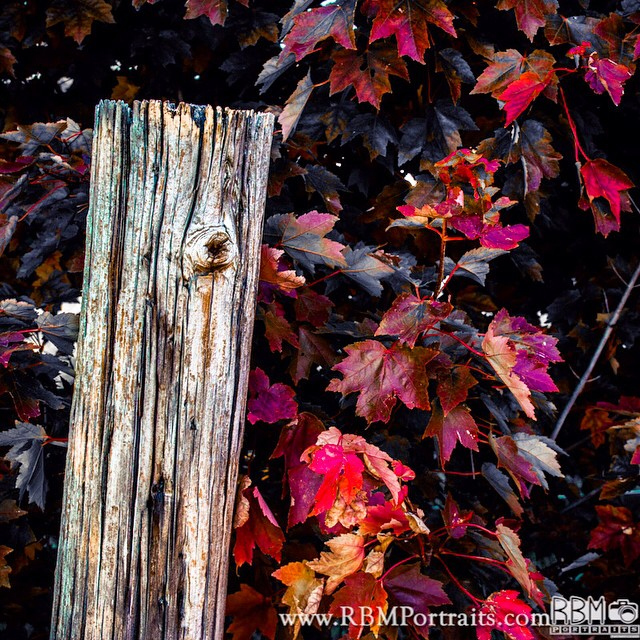 Fall Colors near Geneva Middle School North - RBM Portraits